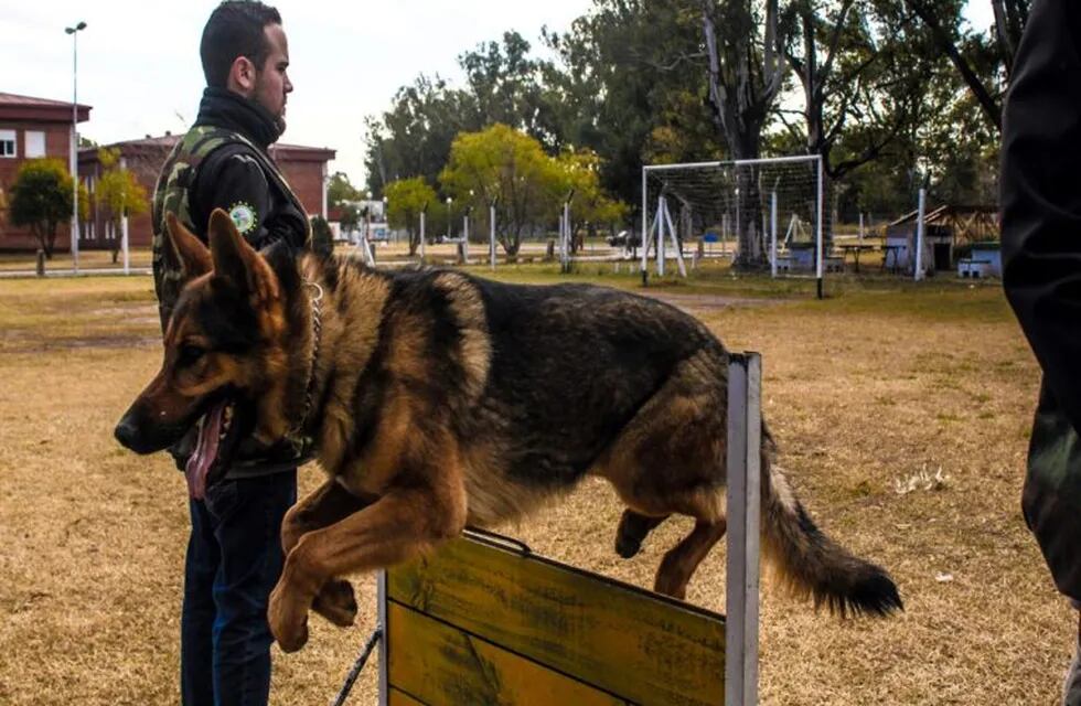 Brigada canina, entrenamiento.