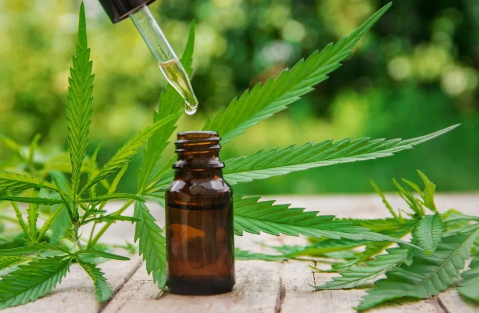 El aceite de cannabis tiene muchos usos terapéuticos.