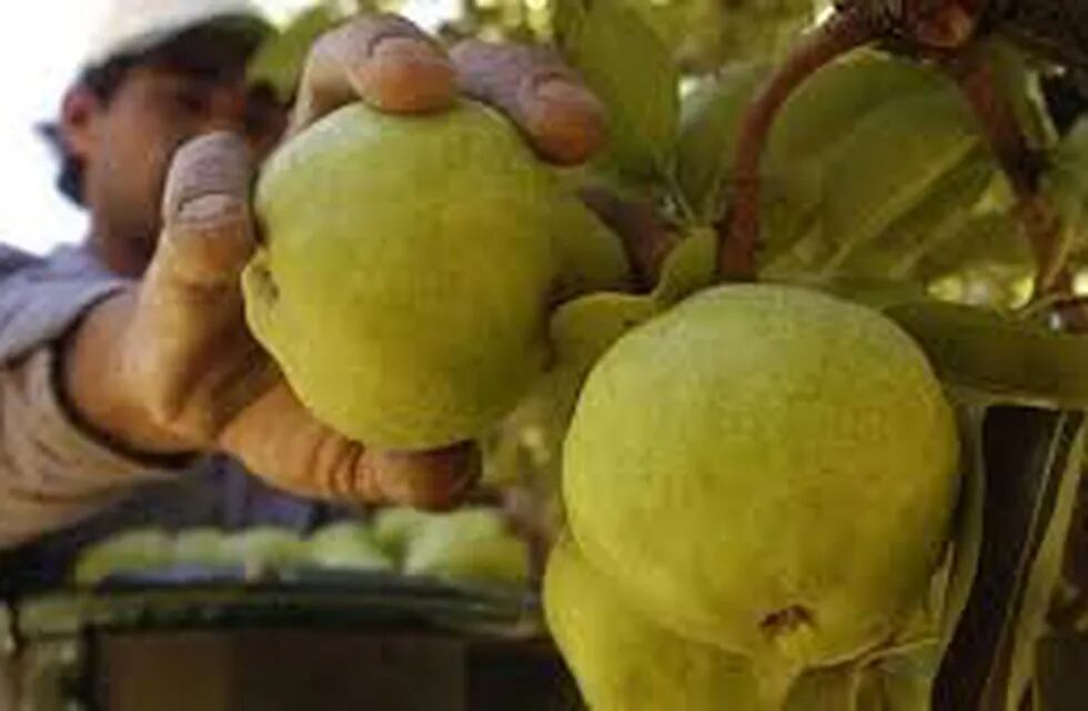 La medida recaerá sobre la producción de peras y manzanas (web).