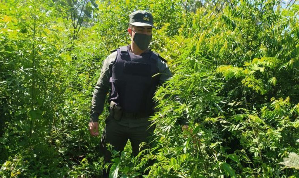 Incautan una plantación de marihuana en Paraje Gramado.
