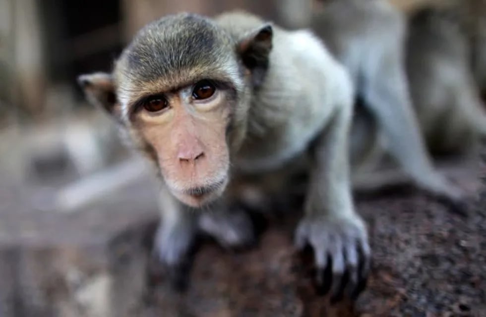 El terrible video donde obligan a un mono a levantar pesas para entretener turistas