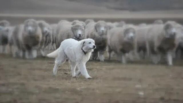 Perros para proteger el ganado ovino en Andresito