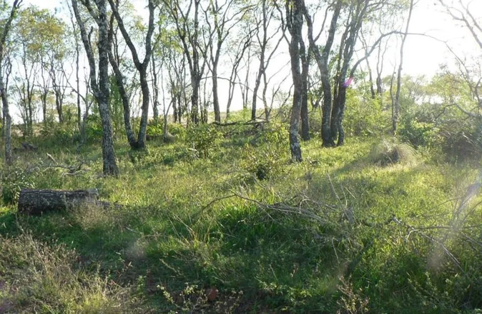Reserva Campo San Juan en Misiones con su flora típica. (MisionesOnline)