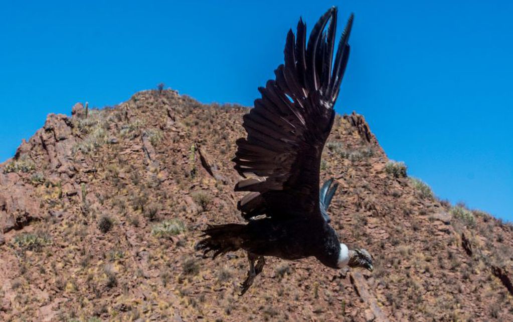Liberación de un condor en Luracatao se hizo a 3600 metros de altura en una ceremonia entre los cerros salteños.