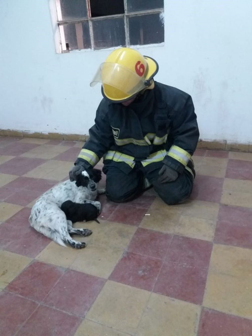 Los bomberos de Adelia María fueron los protagonistas del rescate de los cachorritos que cayeron a un pozo. (Bomberos Adelia María)
