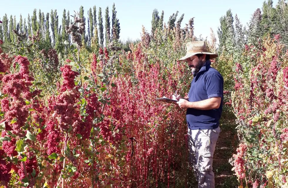 Los valles andinos son los más aptos para el cultivo de quinoa, también llamada quinua. SI San Juan