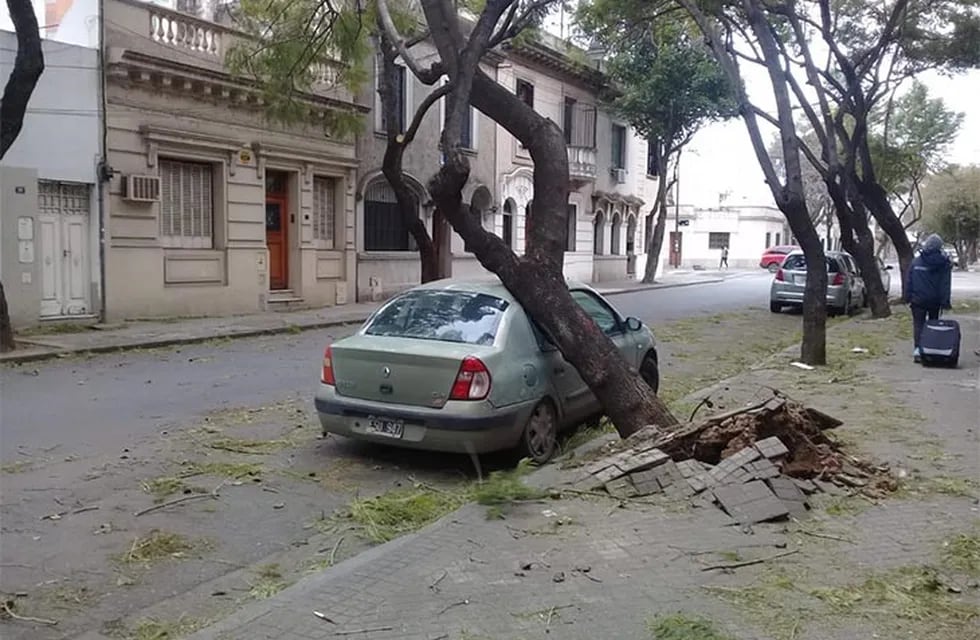 Caída de árbol sobre un auto en Ayacucho al 1300