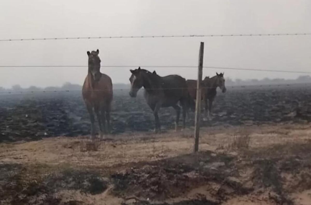 Un descontrolado incendio quemó caballos, máquinas y pastizales en La Pampa.