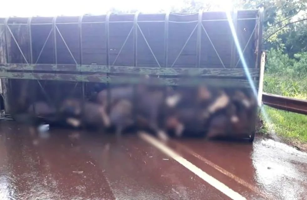 Montecarlo: volcó un camion que transportaba ganado y murieron varios animales