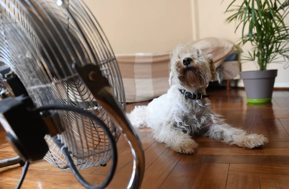 ¿Cómo saber si una mascota está sufriendo un golpe de calor?