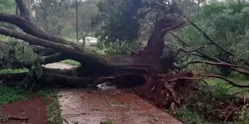 Caída de arboles y corte de energía en Eldorado tras un fuerte temporal