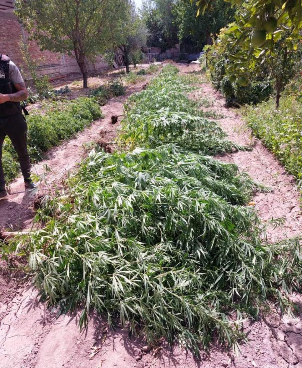 Un narco se autoabastecía de marihuana. La cultivaba en la casa.