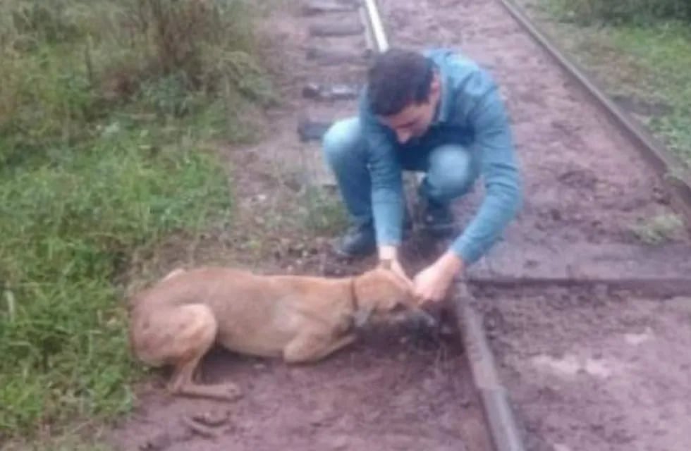 Encadenaron a un perro a las vías del tren en Chaco.