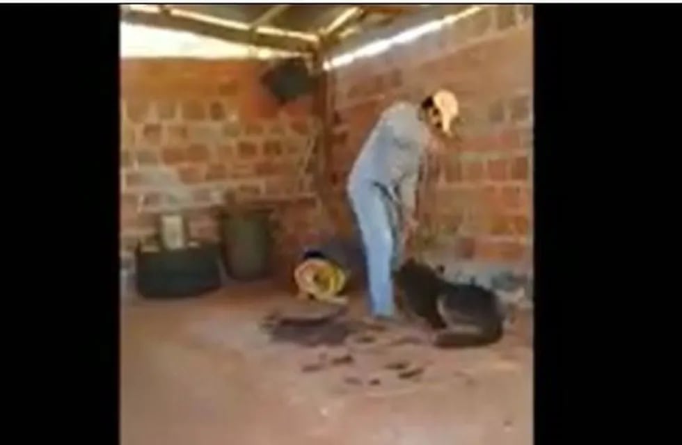 Maltrato animal en Santo Pipó: fue filmado y denunciado por su hijo y se encuentra detenido