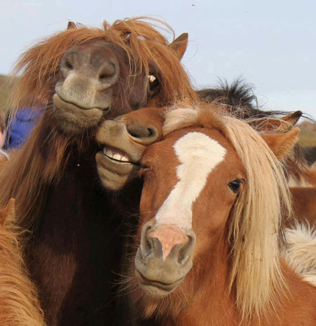 Las mejores selfies de animales. (Foto: Twitter)