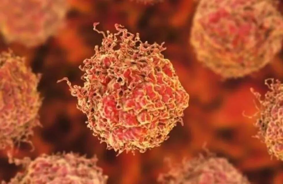 Una parte del sistema inmunológico podría utilizarse para tratar numerosos tipos de cáncer.
