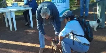 Inician campaña de vacunación contra la rabia en Puerto Leoni