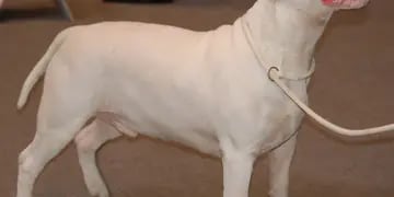 Perro raza Bull Terrier