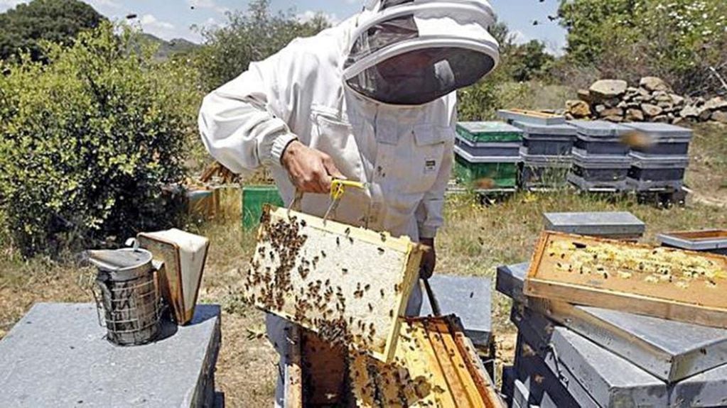 Entre Ríos exporta miel a China
Crédito: Web