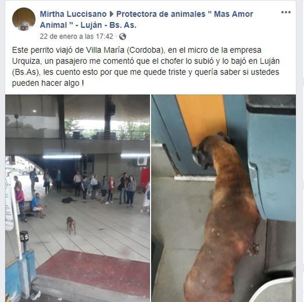 La perrita se subió en el colectivo en Villa María y terminó bajando en la terminal de Luján, en Buenos Aires. (Fotos Facebook)