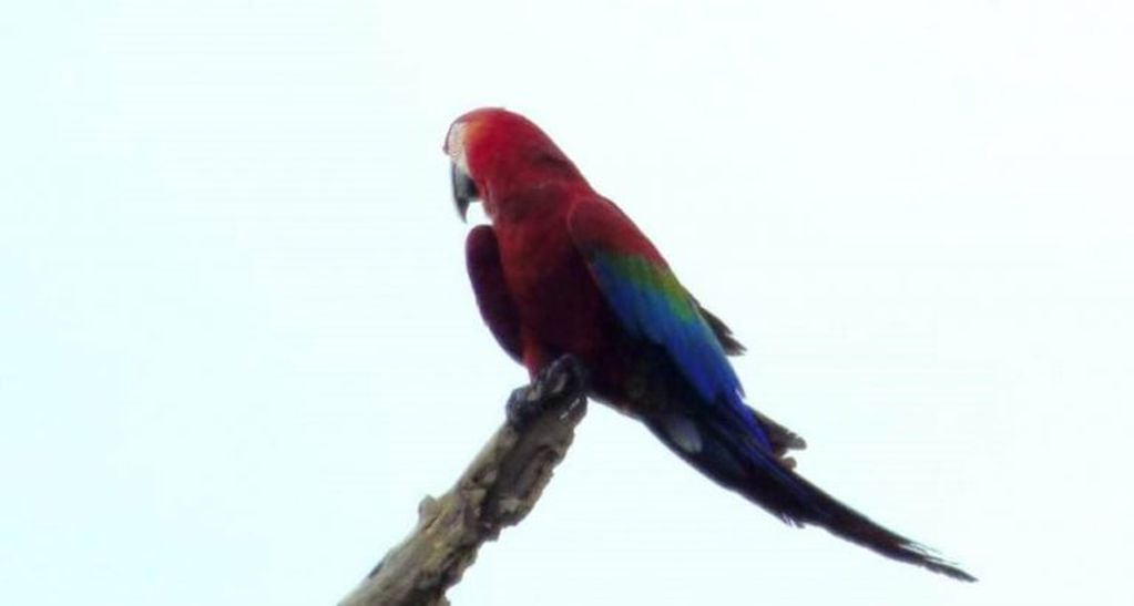 Avistaron Guacamayo Rojo en el Parque Provincial Pto. Península