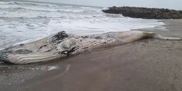 Una ballena sin vida llegó a las costas de Santa Clara