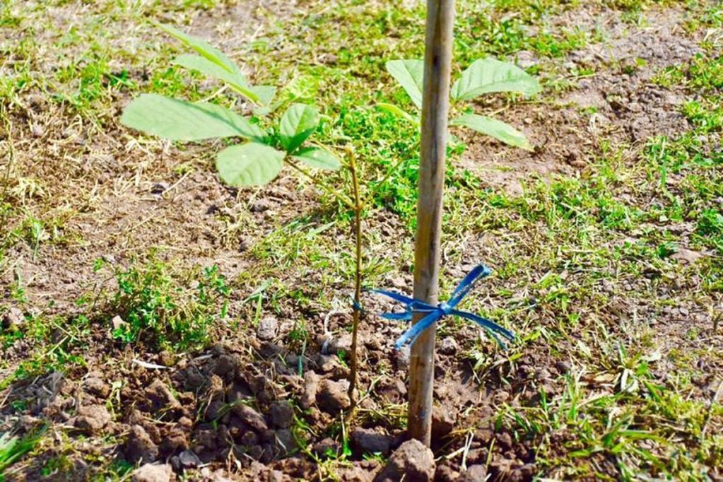 Se plantaron 100 árboles autóctonos en barrios de la capital correntina