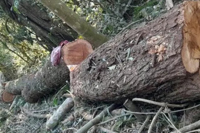 Detectaron desmonte de madera nativa en una reserva en El Soberbio