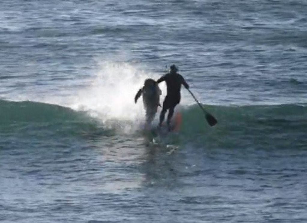 El surfer perdió el equilibrió y cayó de la tabla al agua.