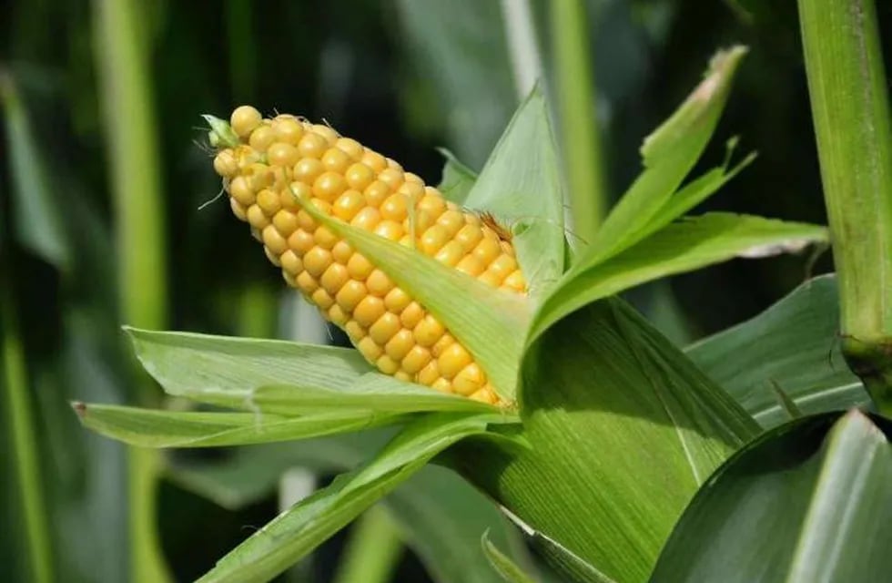 El maíz es uno de los principales cultivos.