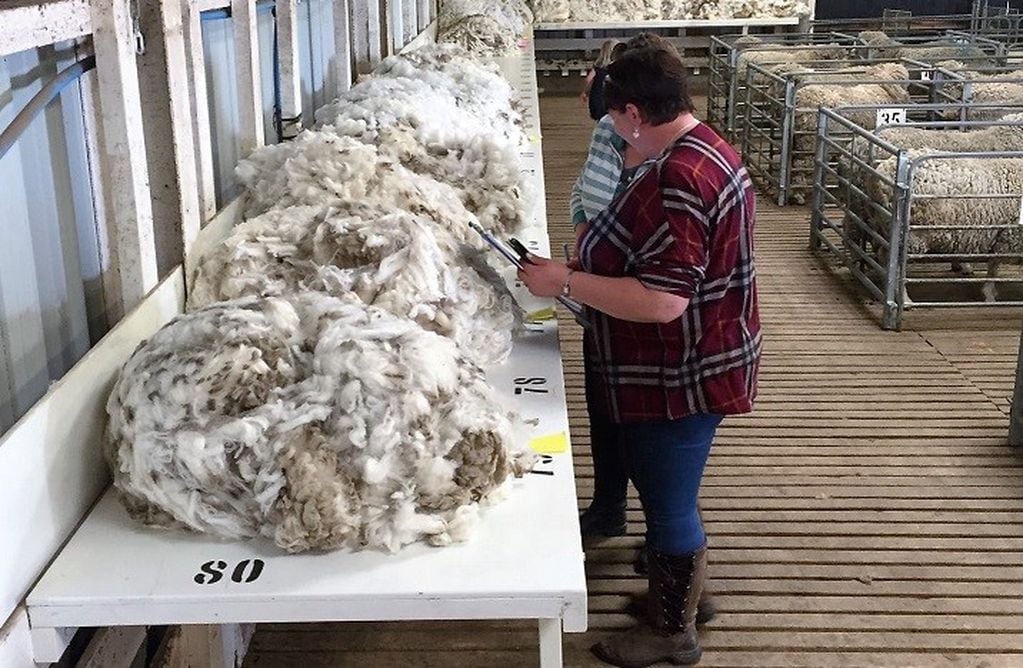 En las Malvinas, se producen más de 1.500 toneladas de lana ovina al año. Debido a la pandemia de COVID-19, el precio del producto ha bajado un 50 por ciento debido a la falta de demanda de los mercados internacionales en los que se ubica el producto.