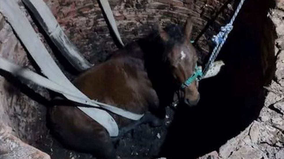 Un caballo cayó dentro de un pozo ciego y armaron un gran operativo para rescatarlo.