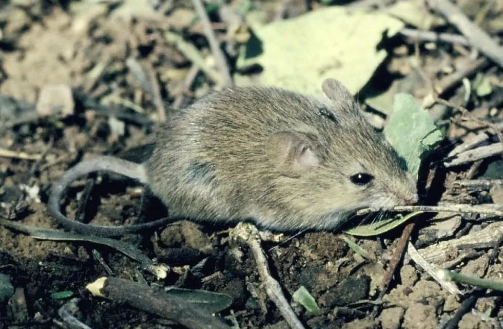 El Calomys musculinus es el roedor que transmite el llamado mal de los rastrojos. (Argentina Nativa)