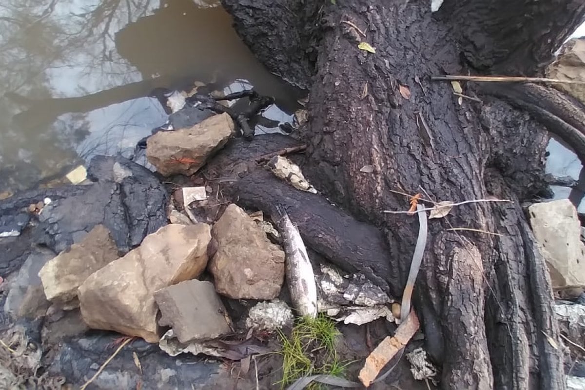 Peces muertos en río Gualeguaychú