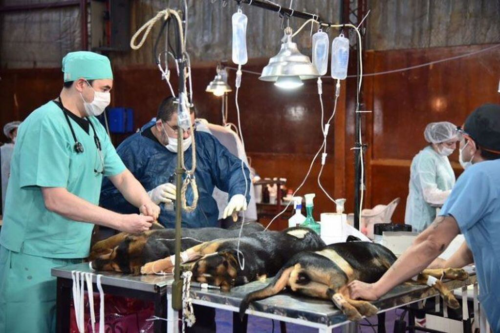 Castración de canes en Ushuaia