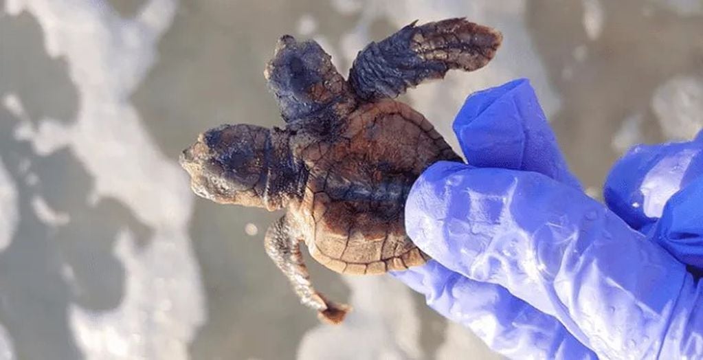 Encontraron una tortuga marina de dos cabezas en los Estados Unidos (Foto: Facebook/ Jayme Davidson Lopko)