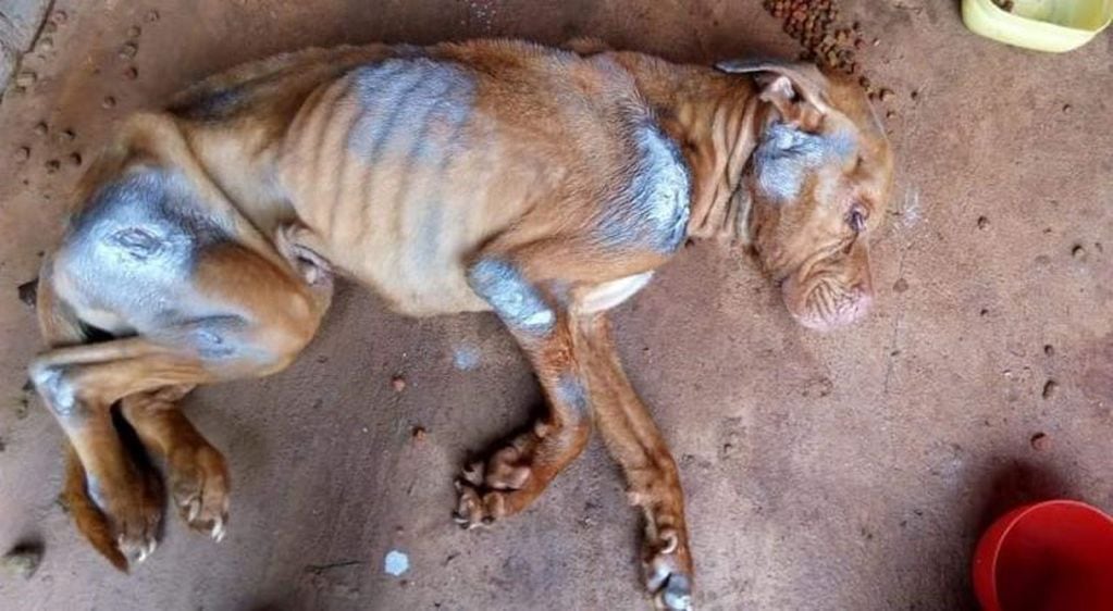 "Papo", el perro abandonado durante cinco meses sin agua o comida.
