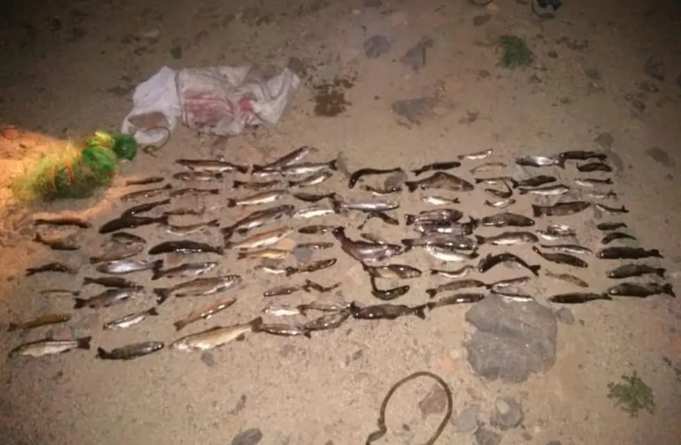 Pesca ilegal: 90 truchas fueron secuestradas en el Manzano Histórico de Mendoza