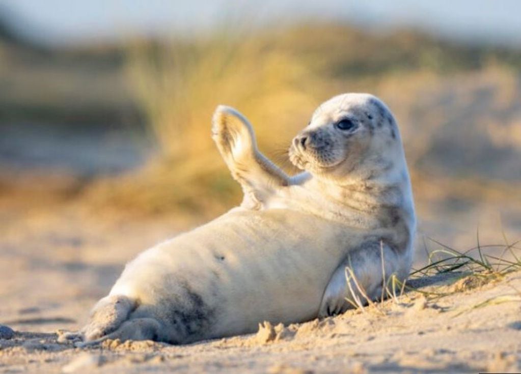 La foca que se volvió viral por saludar a la cámara.