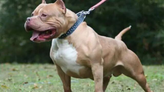 Un pitbull atacó a un joven de 16 años en Posadas