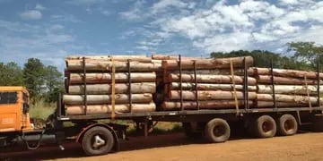 Por documentación irregular, interceptaron un camión con rollos de eucaliptos en Posadas