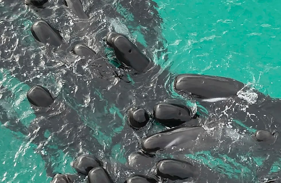 En esta fotografía proporcionada por el Departamento de Biodiversidad, Conservación y Atracciones de Australia, una manada de ballenas piloto se agrupa en la playa de Cheynes, Australia, el martes 25 de julio de 2023. (DBCA vía AP)