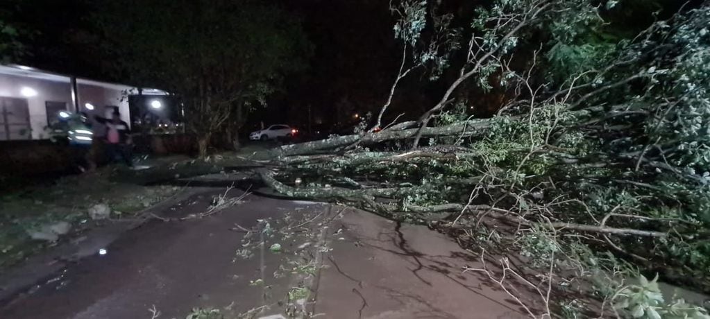 La circulación en calles y rutas se vio afectada por numerosos árboles derribados por el fuerte viento, la noche del martes.