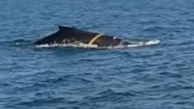 Apareció una ballena en las aguas de Puerto Madryn y alarmó a los presentes al tener una soga atada a su cuerpo.