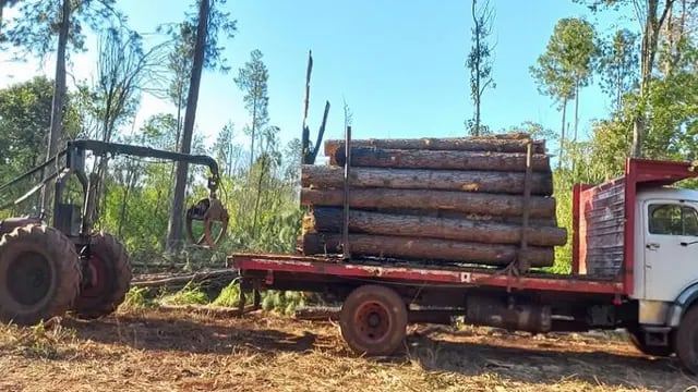 Cuatro detenidos por desmontar ilegalmente un lote de pinos en Colonia Delicia