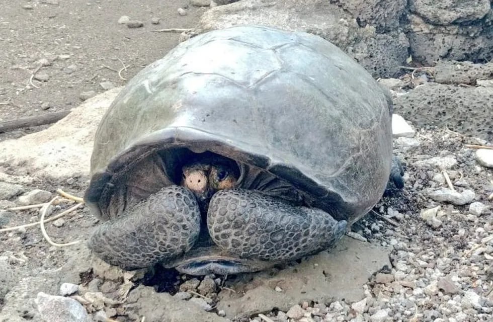 20/02/2019 Un ejemplar de una especie de tortuga gigante que se consideraba extinta desde hace alrededor de 100 años ha sido hallada en la isla de Fernandina, en Galápagos. (DPA)