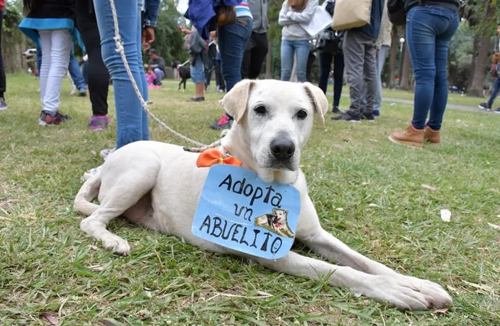Adopción de mascotas en Salta. (Web)