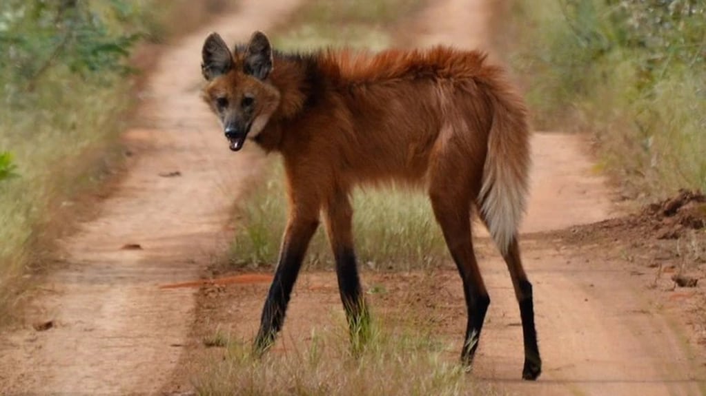 El aguará guazú o zorro con zancos es una especie en peligro de extinción muy difícil de ver.