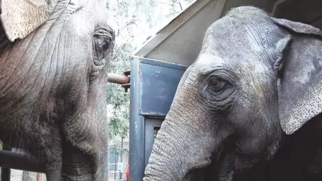 Dos elefantas pasarán por Iguazú rumbo a una reserva en el Brasil