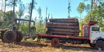 Cuatro detenidos por desmontar ilegalmente un lote de pinos en Colonia Delicia